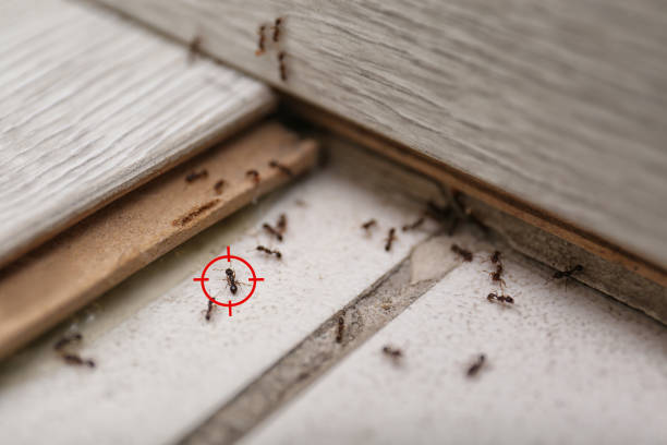 Best Ant Control Services  in Ramsey, MN
