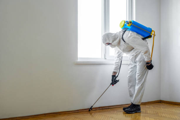 Best Flea Control Services  in Ramsey, MN