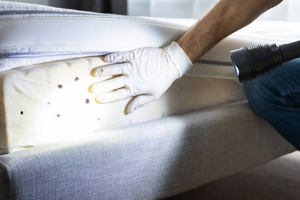 Best Local Pest Control Services  in Ramsey, MN