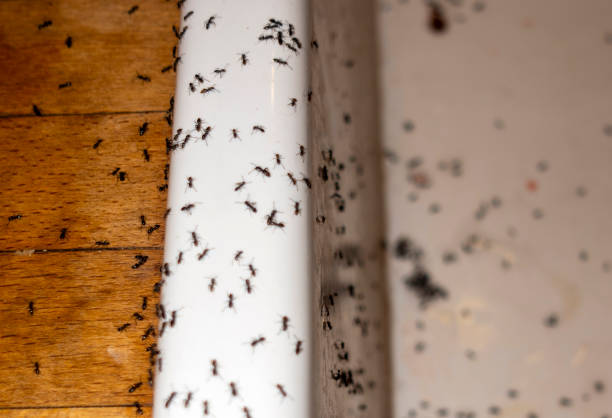 Best Termite Control Services  in Ramsey, MN