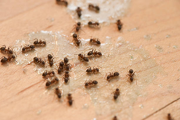Spider Control Near Me in Ramsey, MN