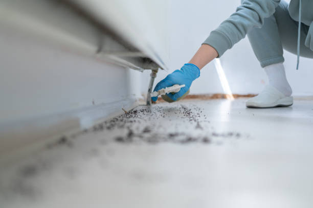 Best Insect Control  in Ramsey, MN